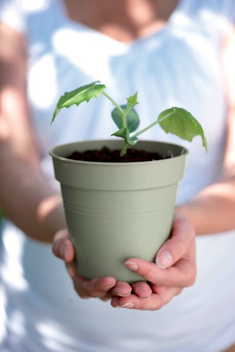 green basics anzuchttopf 13cm steingrün